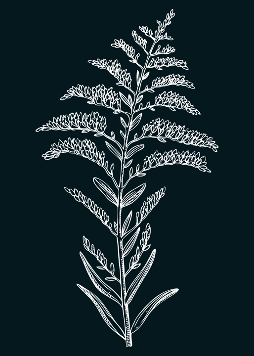 Goldenrod vector illustration. Hand-drawn summer flower sketch. Wildflower drawing on chalkboard. Tropics or savannas flowering plant. Floral design element in engraved style